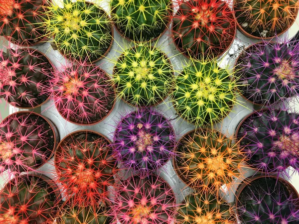 不同颜色的漂亮仙人掌放在塑料罐里 出售的植物 — 图库照片