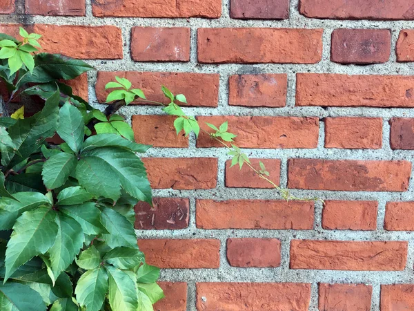 Old brick wall with green ivy on the left. concept.