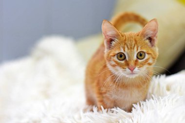 Açık arkaplanda güzel bir kızıl kedi yavrusunun portresi. Kızıl saçlı kedi.