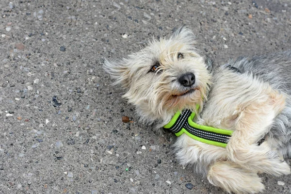 Cane Barbuto Soddisfatto Imbracatura Giace Con Zampe Sollevate Cane Una — Foto Stock