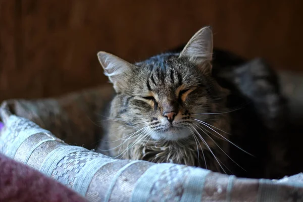 Fofo Tabby Gato Adormece Sua Cama Pela Janela Retrato Gato — Fotografia de Stock