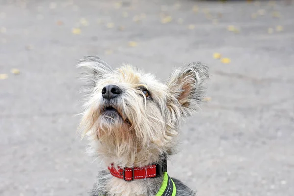 Портрет Красивой Бородатой Собаки Которая Смотрит Вверх Собака Прогулки — стоковое фото