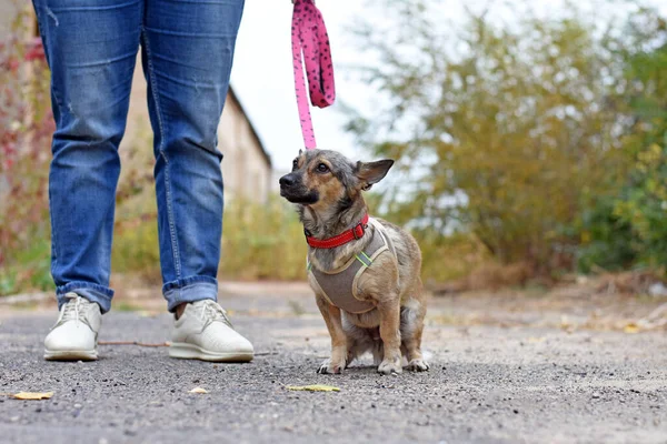 Küçük Köpek Yavrusu Annesiyle Parkta Tasmayla Dolaşıyor Köpek Yürüyüşü — Stok fotoğraf