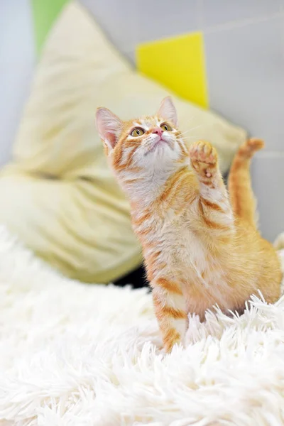 Um gatinho de gengibre tabby é jogado e levantou a pata. retrato de um gatinho em um fundo leve. — Fotografia de Stock