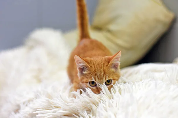 Gatinho Gengibre Tabby Jogado Retrato Gatinho Contexto Leve Gatinho Bonito — Fotografia de Stock