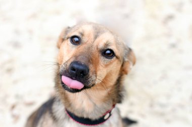 Tatlı köpek dil göstererek dalga geçiyor. Hafif arka planda bir köpeğin portresi