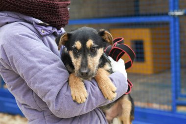 Köpek yavrusu hayvan barınağından eve götürülüyor. Evsiz köpek