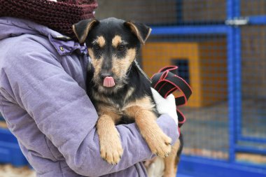Köpek yavrusu hayvan barınağından evine götürülüyor.