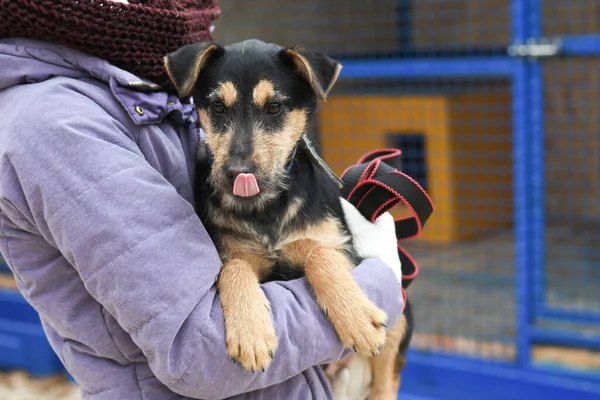Köpek yavrusu hayvan barınağından evine götürülüyor.