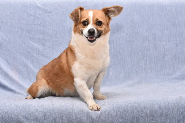 Cane Allegro Piccole Dimensioni Uno Sfondo Blu Cane Posa — Foto Stock