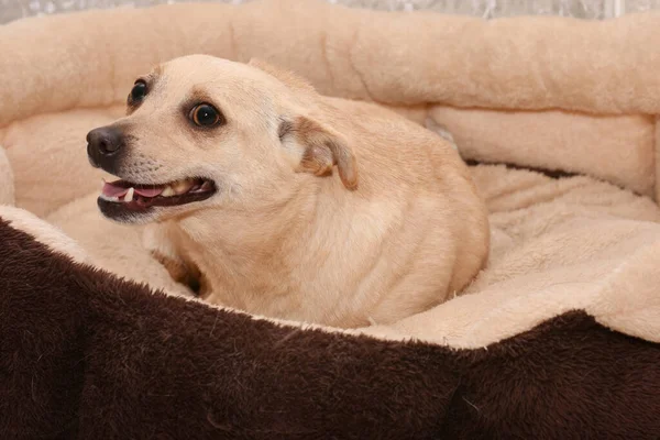 Mutlu Gülümseyen Bir Köpek Yatağında Yatıyor Mutlu Köpek — Stok fotoğraf