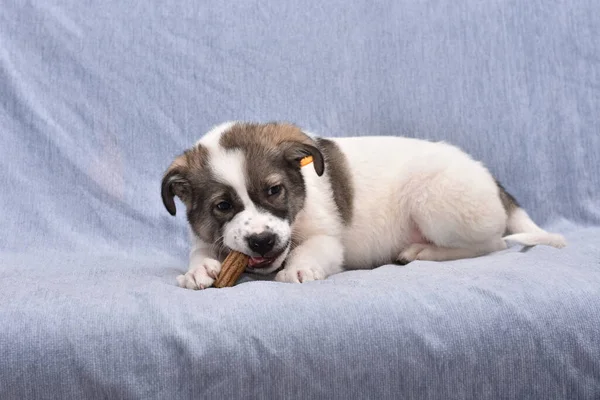 Puppy Gnaws Treat Brushing Teeth Brushing Teeth Dogs — Stock Photo, Image