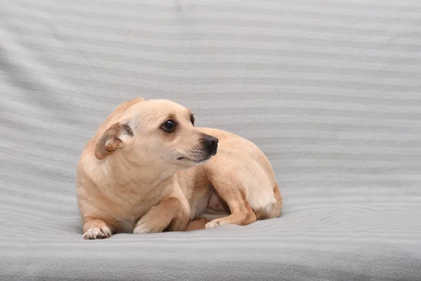 Cão Alegre Tamanho Pequeno Fundo Cinza Cão Posando — Fotografia de Stock