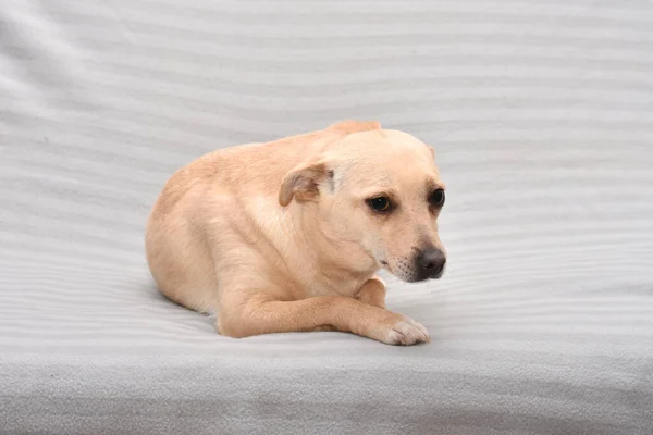 Cão alegre de tamanho pequeno em um fundo cinza — Fotografia de Stock