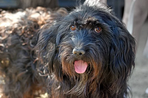 Portrait of a very hairy black dog. furry dog — Stock Fotó