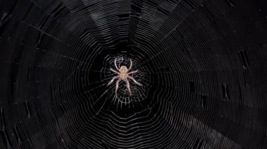 Gecenin karanlığında ağ üzerinde örümcek, gökkuşağı ağı ağı ağı.