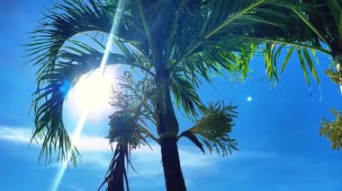 Palmiye ağaçları ve güneş mavi gökyüzüne karşı, güneş ışınları palmiye dalları arasında parıldıyor.