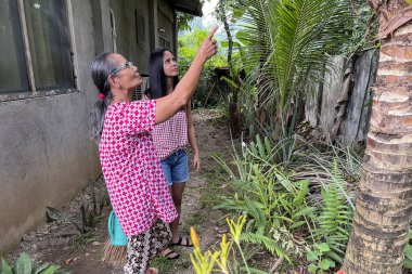 Yaşlı bir Asyalı kadın ve kızı bir palmiye ağacından hindistan cevizi topluyor..