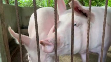 Domuz çiftliğindeki bir ağılda pembe domuzlar. 