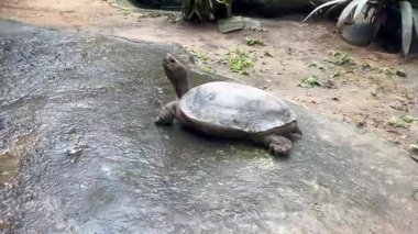 Asya Orman Kaplumbağası Emys doğal ortamında ıslak kayaların üzerinde yürüyor..