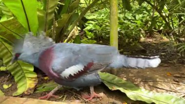 Zarif mavi armalı görkemli batı taçlı güvercin tropikal yağmur ormanlarında yerde yürüyor..