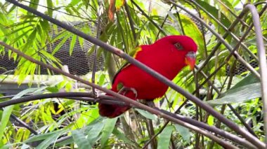 Kırmızı tüylü ve yeşil kanatlı geveze papağan tropikal ormanda bir dalda oturuyor..
