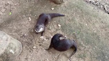 İki küçük pençeli Asyalı su samuru yerde oturuyor ve kameraya bakıyor..