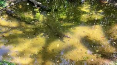 Genç tuzlu su timsahı güneş ışığı yansımaları ve sualtı manzarası ile tropik gölet suyunda yüzüyor..