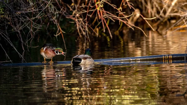 Reflexão Cor Queda Água Com Pato Madeira Quacking — Fotografia de Stock