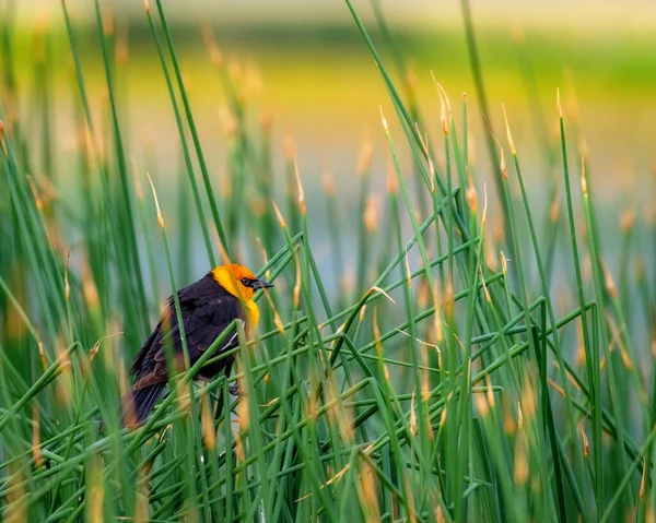 Schilf Rande Eines Teiches Mit Einem Vogel — Stockfoto