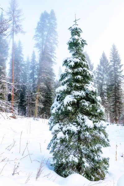 Natural Forest Pines Snow Covered Christmas — Fotografia de Stock
