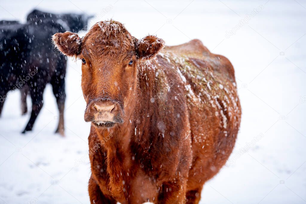 Angus cow on a farm while it is snowing