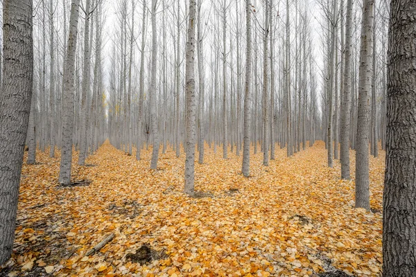 Poplar Tree Farm Fall Leaves Fallen Ground — Stock Photo, Image