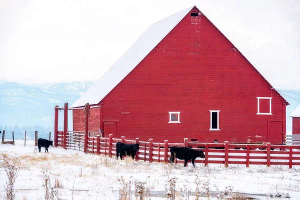 Bauernhof Mit Schönem Roten Stall Und Kühen — Stockfoto