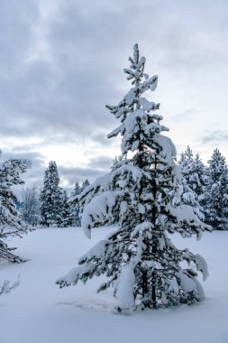 Küçük bir turta ağacının yaşadığı bir ormanda gün doğumu