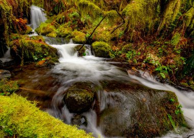 Yağmur ormanlarında kayaların üzerinden çağlayan küçük bir dere.