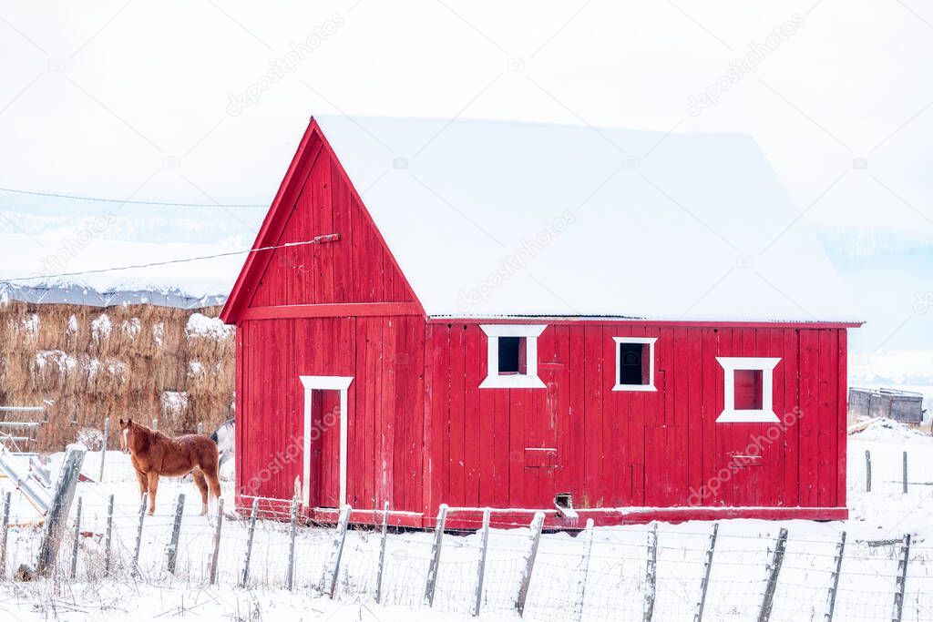 Horse stands in the winter snow near a barn 
