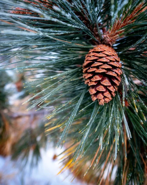 Pino Pigna Inverno Marrone Verde — Foto Stock