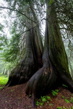 Doğa, eski bir sedir ormanı. 