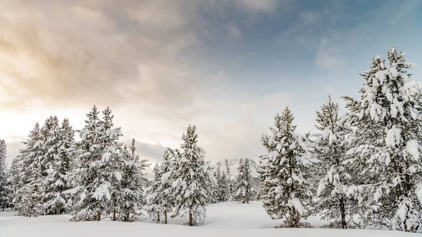 Pinhais Cobertos Neve Nas Montanhas Idaho — Fotografia de Stock