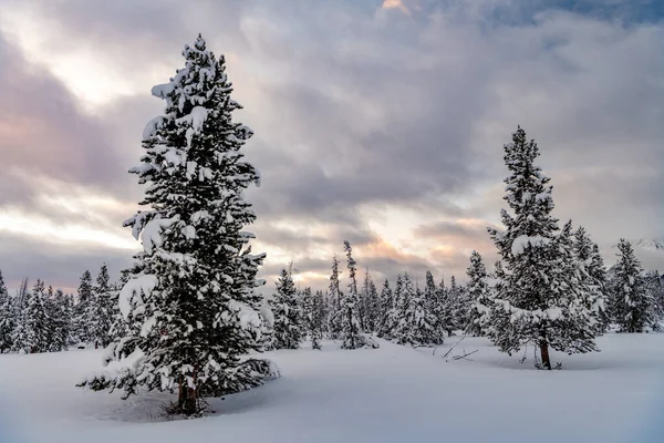 Inverno Neve Branca Nascer Sol Cobrir Árvores Uma Floresta — Fotografia de Stock