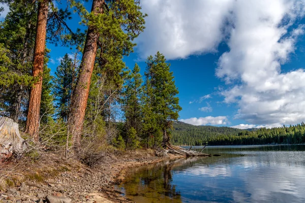 Schöne Ponderosa Bäume Der Wunde Des Payette Lake Idaho — Stockfoto