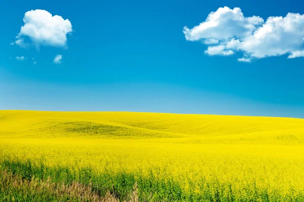 Canola Πεδίο Closeup Πλήρη Κίτρινο Άνθιση — Φωτογραφία Αρχείου