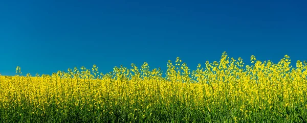 Blue Sky Yellow Canola Plants Nature — Φωτογραφία Αρχείου