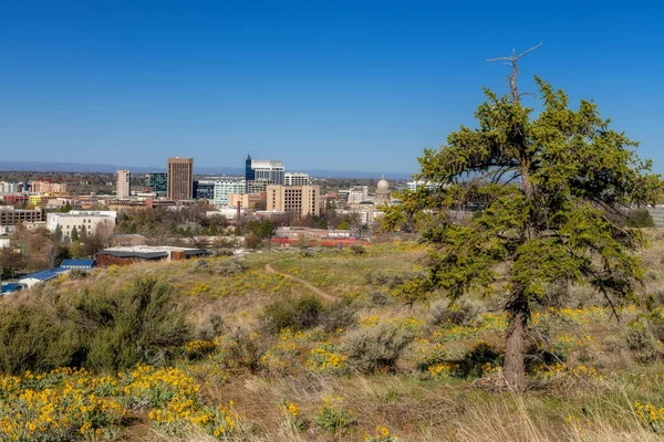 Stad Boise Gezien Vanaf Uitlopers Met Een Dennenboom — Stockfoto