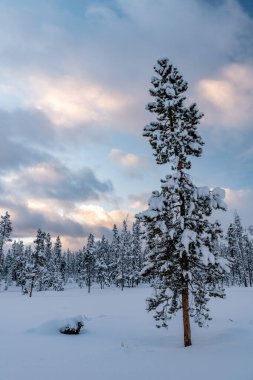 Ağaçlardan birine yakın olan kış ormanı.