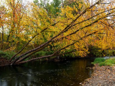 Sonbahar ağacı Idaho 'daki Boise Nehri' nin üzerine eğiliyor.