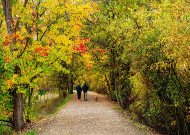 Yaya yolu olan bir sonbahar ağacı ve köpekli bir gezgin.