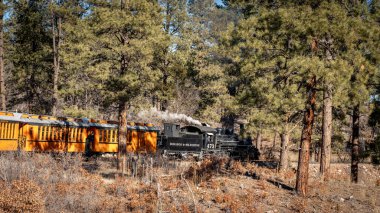 Tarihi buhar makinesi Colorado ormanlarından geçiyor.