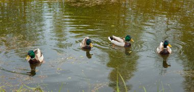 Dört ördek Drake bir gölette yem umuduyla yüzüyordu..